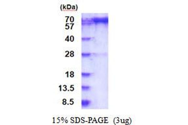 PREP Protein (AA 1-710) (His tag)