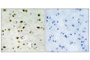 Immunohistochemistry (IHC) image for anti-Histone H2B (N-Term) antibody (ABIN1849874) (Histone H2B 抗体  (N-Term))