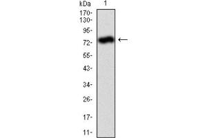 Western Blotting (WB) image for anti-Alkaline Phosphatase, Liver/bone/kidney (ALPL) antibody (ABIN1845845) (ALPL 抗体)