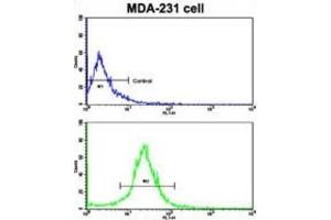 Flow Cytometry (FACS) image for anti-Actinin, alpha 4 (ACTN4) antibody (ABIN3003494) (alpha Actinin 4 抗体)