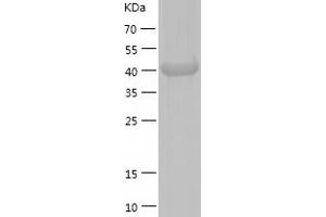 STAMBP Protein (AA 1-424) (His tag)