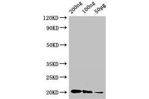 Western Blot Positive WB detected in Recombinant protein All lanes: IFNG antibody at 3 μg/mL Secondary Goat polyclonal to rabbit IgG at 1/50000 dilution predicted band size: 20 kDa observed band size: 20 kDa (Interferon gamma 抗体  (AA 24-166))