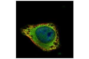 ICC/IF Image Confocal immunofluorescence analysis (Olympus FV10i) of methanol-fixed HeLa, using GRK2, antibody (Green) at 1:100 dilution. (GRK2 抗体  (C-Term))