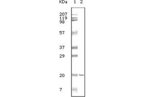 Western Blotting (WB) image for anti-CD19 Molecule (CD19) antibody (ABIN1845279) (CD19 抗体)