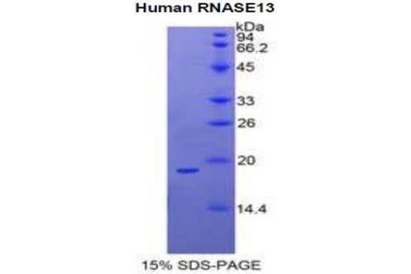 RNASE13 蛋白