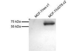 Western Blotting (WB) image for anti-UDP Glycosyltransferase 8 (UGT8) (Internal Region) antibody (ABIN2464904) (UGT8 抗体  (Internal Region))