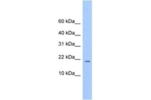 Western Blotting (WB) image for anti-MORN Repeat Containing 4 (MORN4) antibody (ABIN2463556) (MORN4 抗体)