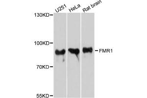 Western blot analysis of extracts of various cell lines, using FMR1 antibody. (FMR1 抗体)