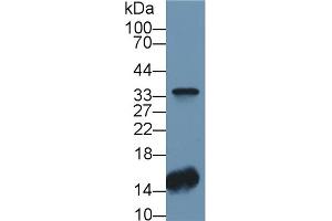 Detection of CA4 in Human Lung lysate using Polyclonal Antibody to Carbonic Anhydrase IV (CA4) (CA4 抗体  (AA 19-283))