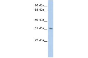 Western Blotting (WB) image for anti-N-Methylpurine-DNA Glycosylase (MPG) antibody (ABIN2458882) (MPG 抗体)