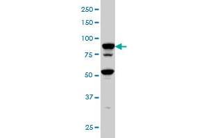 TFRC monoclonal antibody (M01A), clone 1E6 Western Blot analysis of TFRC expression in Hela S3 NE . (Transferrin Receptor 抗体  (AA 68-168))