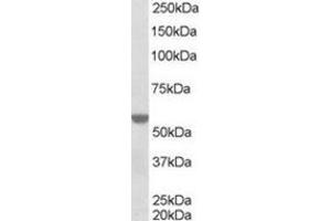 Image no. 1 for anti-Retinoid X Receptor, alpha (RXRA) (Internal Region) antibody (ABIN374477) (Retinoid X Receptor alpha 抗体  (Internal Region))