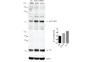 Western Blot analysis of Human iPSC-derived cortical neurons showing detection of Tau protein using Rabbit Anti-Tau Monoclonal Antibody, Clone AH36 (ABIN6932906). (tau 抗体  (pSer202, pThr205) (PE))