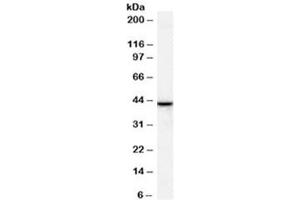 Western blot testing of human breast lysate with ERLIN2 antibody at 1ug/ml. (ERLIN2 抗体)