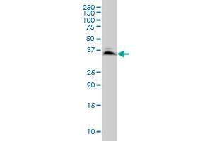 Western Blotting (WB) image for anti-SMAD, Mothers Against DPP Homolog 3 (SMAD3) (AA 120-221) antibody (ABIN561715)