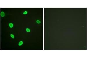 Immunofluorescence (IF) image for anti-Histone H2B (acLys12) antibody (ABIN2890727) (Histone H2B 抗体  (acLys12))