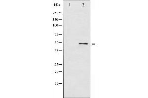 Western blot analysis of ATF2 phosphorylation expression in HeLa whole cell lysates,The lane on the left is treated with the antigen-specific peptide. (ATF2 抗体  (pThr53, pThr71))
