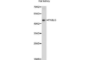 Western blot analysis of extracts of rat kidney, using FASLG antibody (ABIN5970064) at 1/1000 dilution. (FASL 抗体)