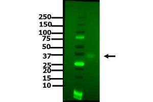 Western Blotting (WB) image for anti-CD274 (PD-L1) antibody (ABIN6655837)