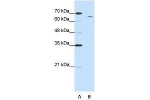 CPSF3 antibody used at 1. (CPSF3 抗体  (C-Term))