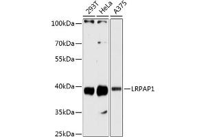 Western blot analysis of extracts of various cell lines, using LRP antibody  at 1:3000 dilution. (LRPAP1 抗体  (AA 35-357))