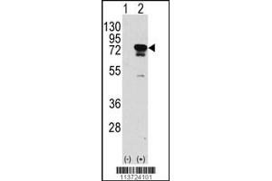 Western blot analysis of EIF4B using rabbit polyclonal EIF4B Antibody (S422) using 293 cell lysates (2 ug/lane) either nontransfected (Lane 1) or transiently transfected with the EIF4B gene (Lane 2). (EIF4B 抗体  (AA 400-429))