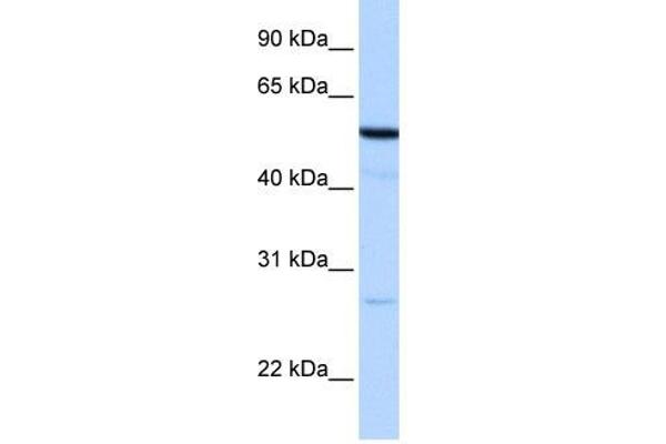 Receptor Accessory Protein 4 抗体  (N-Term)