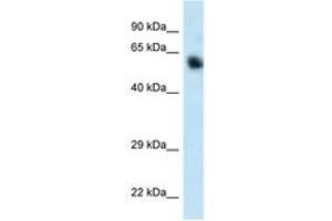 Image no. 1 for anti-Calcium/calmodulin-Dependent Protein Kinase Kinase 1, alpha (CAMKK1) (C-Term) antibody (ABIN6747441) (CAMKK1 抗体  (C-Term))