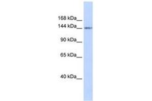 Image no. 1 for anti-Retinoblastoma-Like 1 (p107) (RBL1) (AA 935-984) antibody (ABIN6742280) (p107 抗体  (AA 935-984))