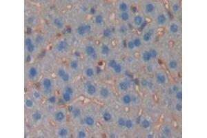 IHC-P analysis of Mouse Tissue, with DAB staining. (TGFBR2 抗体  (AA 209-590))