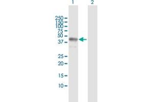 Western Blot analysis of TARBP2 expression in transfected 293T cell line by TARBP2 MaxPab polyclonal antibody. (TARBP2 抗体  (AA 1-366))