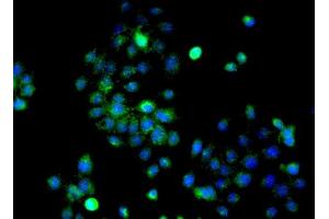 Immunofluorescence (Cultured Cells) (IF (cc)) image for anti-Mitogen-Activated Protein Kinase 3 (MAPK3) (AA 101-200) antibody (ABIN736476)