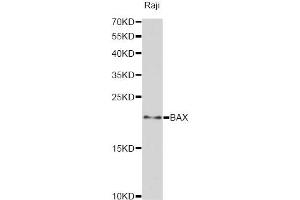 Western blot analysis of extracts of Raji cells, using BAX antibody (ABIN5970040) at 1:3000 dilution. (BAX 抗体)