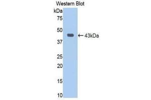 Western Blotting (WB) image for anti-Jagged 1 (JAG1) (AA 470-834) antibody (ABIN1859516) (JAG1 抗体  (AA 470-834))