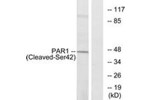 Western blot analysis of extracts from Jurkat cells, using PAR1 (Cleaved-Ser42) Antibody. (PAR1 抗体  (Cleaved-Ser42))