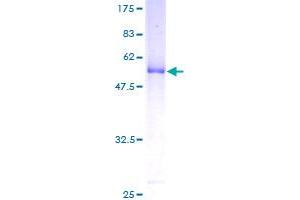 Image no. 1 for Mediator Complex Subunit 7 (MED7) (AA 1-233) protein (GST tag) (ABIN1310676) (MED7 Protein (AA 1-233) (GST tag))