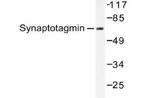 Western blot (WB) analysis of Synaptotagmin antibody in extracts from HeLa cells. (SYT1 抗体)