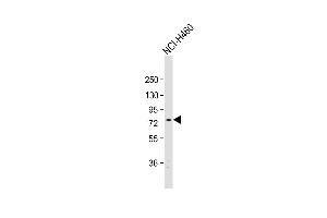 Anti-EXOC5 Antibody (C-term) at 1:1000 dilution + NCI- whole cell lysate Lysates/proteins at 20 μg per lane. (EXOC5 抗体  (C-Term))