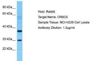 Host: Rabbit Target Name: OR6C6 Sample Type: NCI-H226 Whole Cell lysates Antibody Dilution: 1. (OR6C6 抗体  (C-Term))