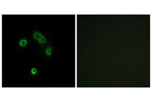 Immunofluorescence (IF) image for anti-Taste Receptor, Type 2, Member 13 (TAS2R13) (Internal Region) antibody (ABIN1853349) (TAS2R13 抗体  (Internal Region))