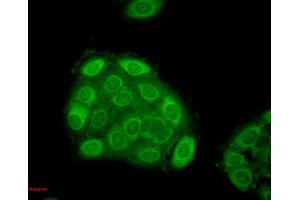 Immunocytochemistry/Immunofluorescence analysis using Mouse Anti-Hsp27 Monoclonal Antibody, Clone 5D12-A3 . (HSP27 抗体  (APC))