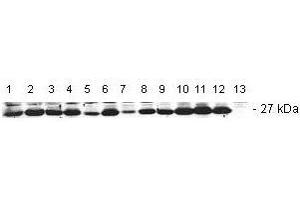 Anti-Bcl-2 Antibody - Western Blot Anti-Bcl-2 is shown to detect Bcl-2 in GP-E86 cell whole cell lysates. (Bcl-2 抗体  (AA 62-76))