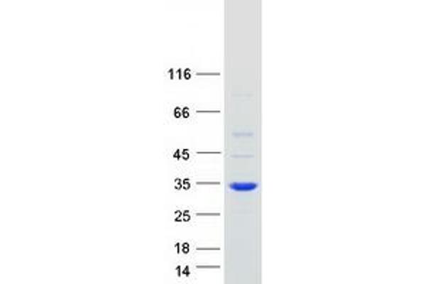 ROGDI Protein (Myc-DYKDDDDK Tag)