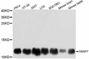 Western blot analysis of extracts of various cell lines, using SNRPF antibody (ABIN5998914) at 1:3000 dilution. (SNRPF 抗体)