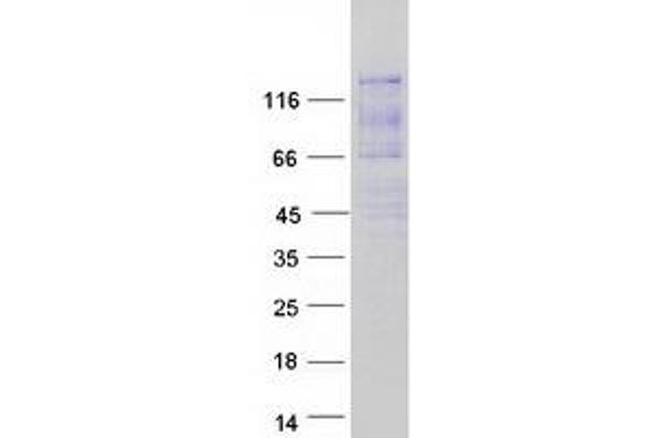 Ataxin 2-Like Protein (ATXN2L) (Transcript Variant C) (Myc-DYKDDDDK Tag)