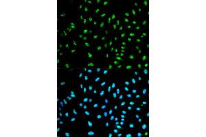 Immunofluorescence analysis of HeLa cells using NCF2 antibody (ABIN5970524). (NCF2 抗体)