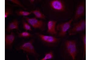 Immunofluorescence staining of methanol-fixed HeLa cells using ATF-2 (phospho-Thr73 or 55) antibody (E011032, Red) (ATF2 抗体  (pThr55, pThr73))