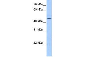 WB Suggested Anti-DKFZp779O175 Antibody Titration:  0. (DKFZp779O175 (N-Term) 抗体)