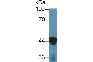 Western Blot; Sample: Mouse Liver lysate; Primary Ab: 1µg/ml Rabbit Anti-Mouse ACAA1 Antibody Second Ab: 0. (ACAA1 抗体  (AA 182-424))