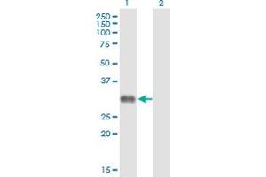 Lane 1: CD7 transfected lysate ( 25. (CD7 293T Cell Transient Overexpression Lysate(Denatured))